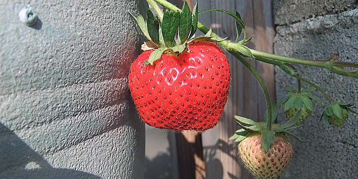 250611itigo.jpg(94653 byte)