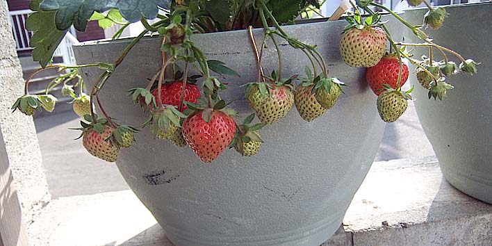 250611itigo2.jpg(81863 byte)
