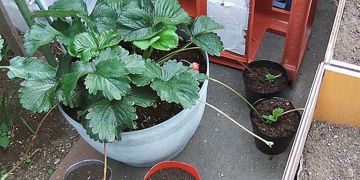 250704itigo.jpg(105872 byte)
