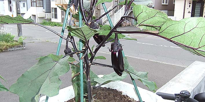 250704nasu.jpg(96208 byte)
