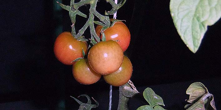 250910puti.jpg(54330 byte)
