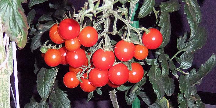 250910tika.jpg(96808 byte)