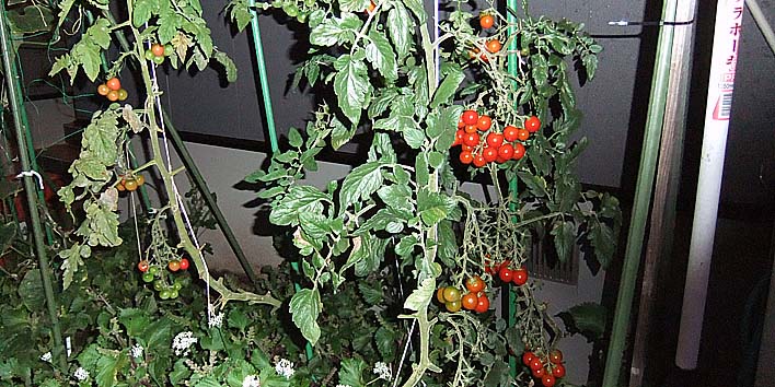 250910tomato.jpg(122474 byte)