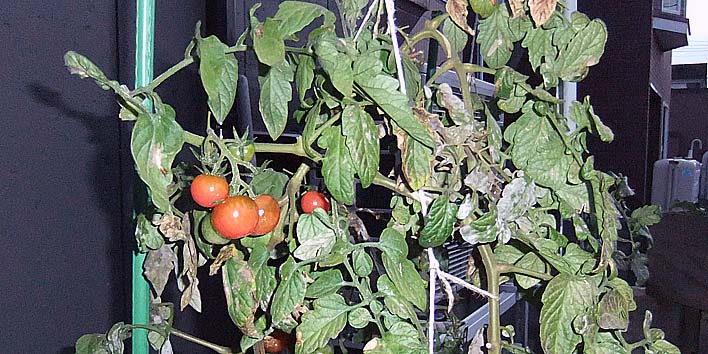 251005tomato.jpg(110437 byte)