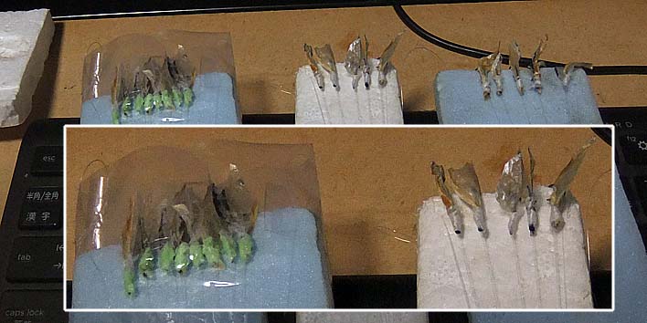 251222sabiki.jpg(63671 byte)