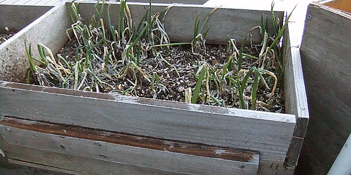 260312negi.jpg(99028 byte)