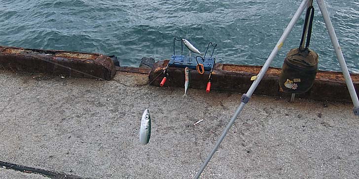 251104_1233saba.jpg(103562 byte)